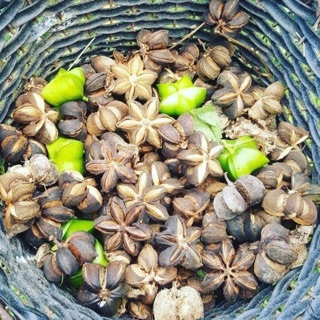 Hạt sacha inchi rang củi 1kg