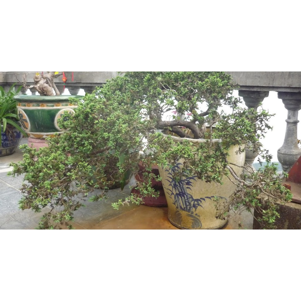CHẬU CÂY TÙNG XÀ  SIÊU ĐẸP