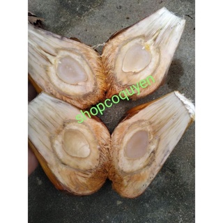 cây dừa nước giống