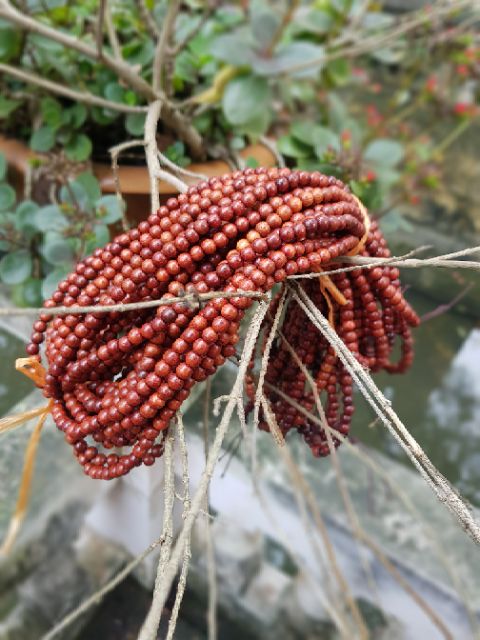 VÒNG TRÀNG GỖ GIÁNG HƯƠNG hạt tròn 5 li