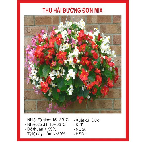 ( SIÊU HOT ) Hạt giống hoa Thu Hải Đường đơn nhiều màu 10 hạt