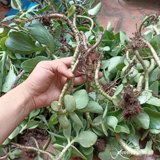 Cành hoa sống đời màu vàng, đỏ