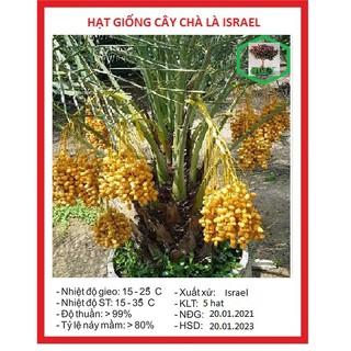 Hạt giống cây chà là Israel - 1 gói 10 hạt ( nảy mầm tốt )-LVN