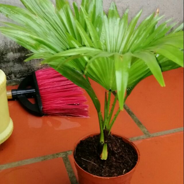 combo 2 Cây cọ cảnh