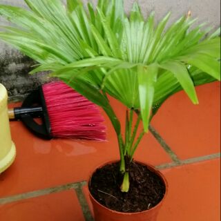 combo 2 Cây cọ cảnh