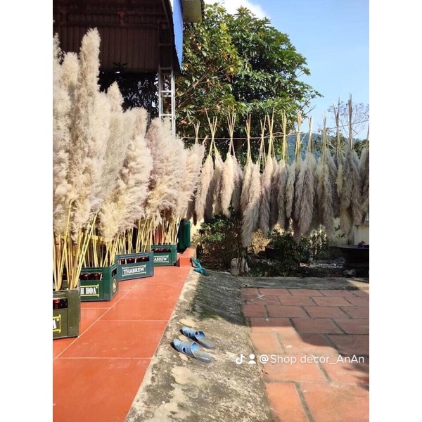 Combo 20 cành cỏ lau xù tự nhiên phơi khô zie nhỏ