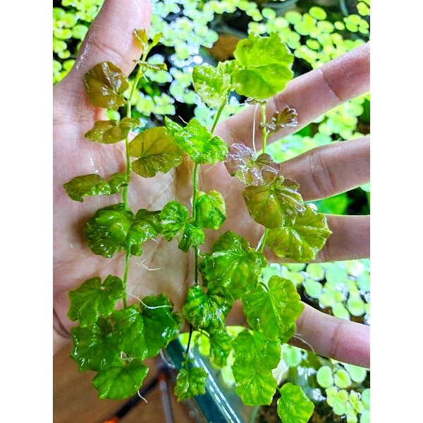 Cây rau má var trồng trong bể thủy sinh