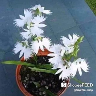 Combo 5cây bạch hạc(hài lông)