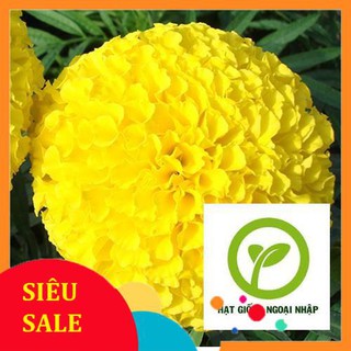 Gói 500 hạt giống hoa cúc vạng thọ vàng bông to chơi tết HAT F1