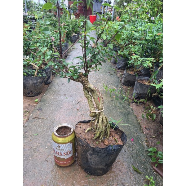 Hồng ngọc mai cây làm cảnh, nghệ thuật bonsai (cây ảnh thật như hình)-Không giao dc 19 tỉnh Miền Nam