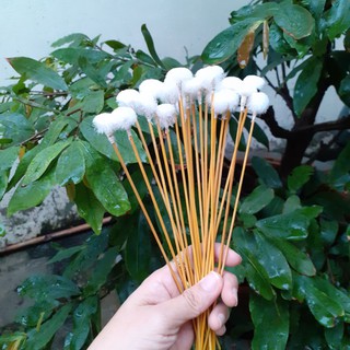 Combo 10 bông ngoáy tai lông vịt (có mùi lông vịt)