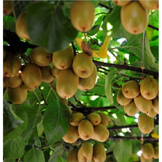 Hạt giống cây ăn trái kiwi { gói 30 hạt + 1 gói kích thích hạt nảy mầm }