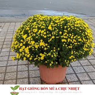 Gói 50 Hạt Giống Hoa Cúc Mâm Xôi Mix Màu 20cm ĐẾN MÙA TRỒNG TẾT luckyseed hạt siêu rẻ