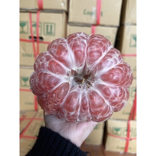 Bưởi da xanh Bến Tre
