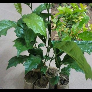 Cây giống sạ đen