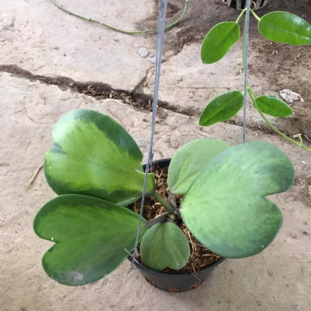 Cẩm Cù Tim Var