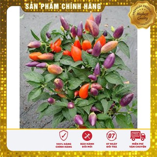 Hạt Giống Ớt Kiểng Nhiều Màu(30 hạt) Đức