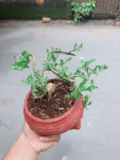 Chậu Cần Thăng