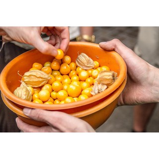 Hạt giống quả tầm bóp