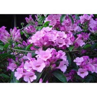 Hạt giống Dây ánh hồng hoa đẹp dễ trồng leo nhanh 10 hạt ĐẾN MÙA TRỒNG TẾT luckyseed hạt siêu rẻ