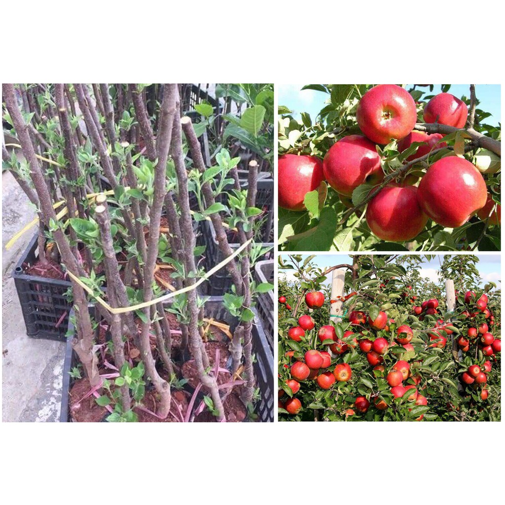 Cây Giống Táo Đỏ