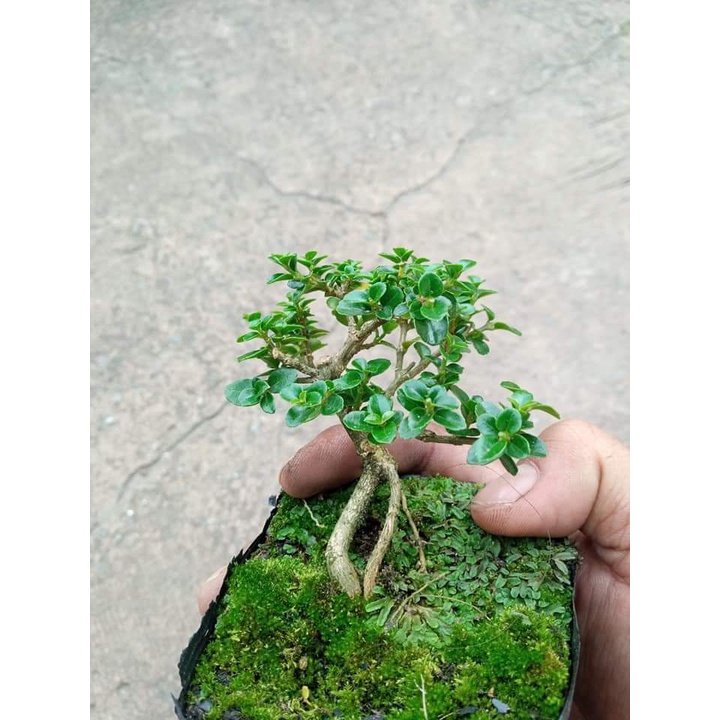 Sam hương bonsai mini, trang trí tiểu cảnh, terrarium cây &lt;15cm