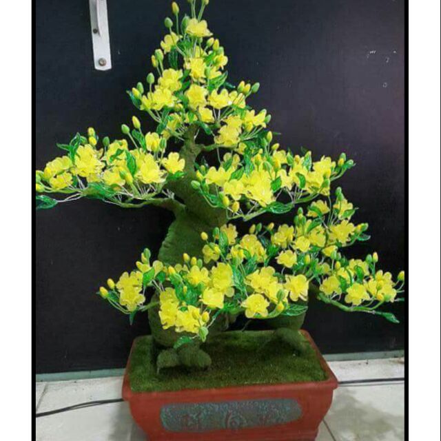 Nguyên liệu chậu mai hoa đá pha lê, gốc 25cm