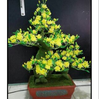 Nguyên liệu chậu mai hoa đá pha lê, gốc 25cm