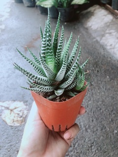 Móng Rồng Mang Lại May Mắn