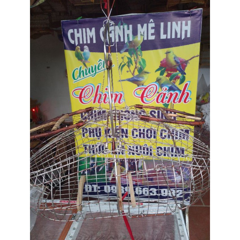 lụp bẫy mào chòe.