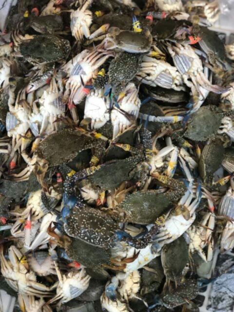 HCM_700g mắm ghẹ sữa Hà Tiên_Phú Quốc | BigBuy360 - bigbuy360.vn