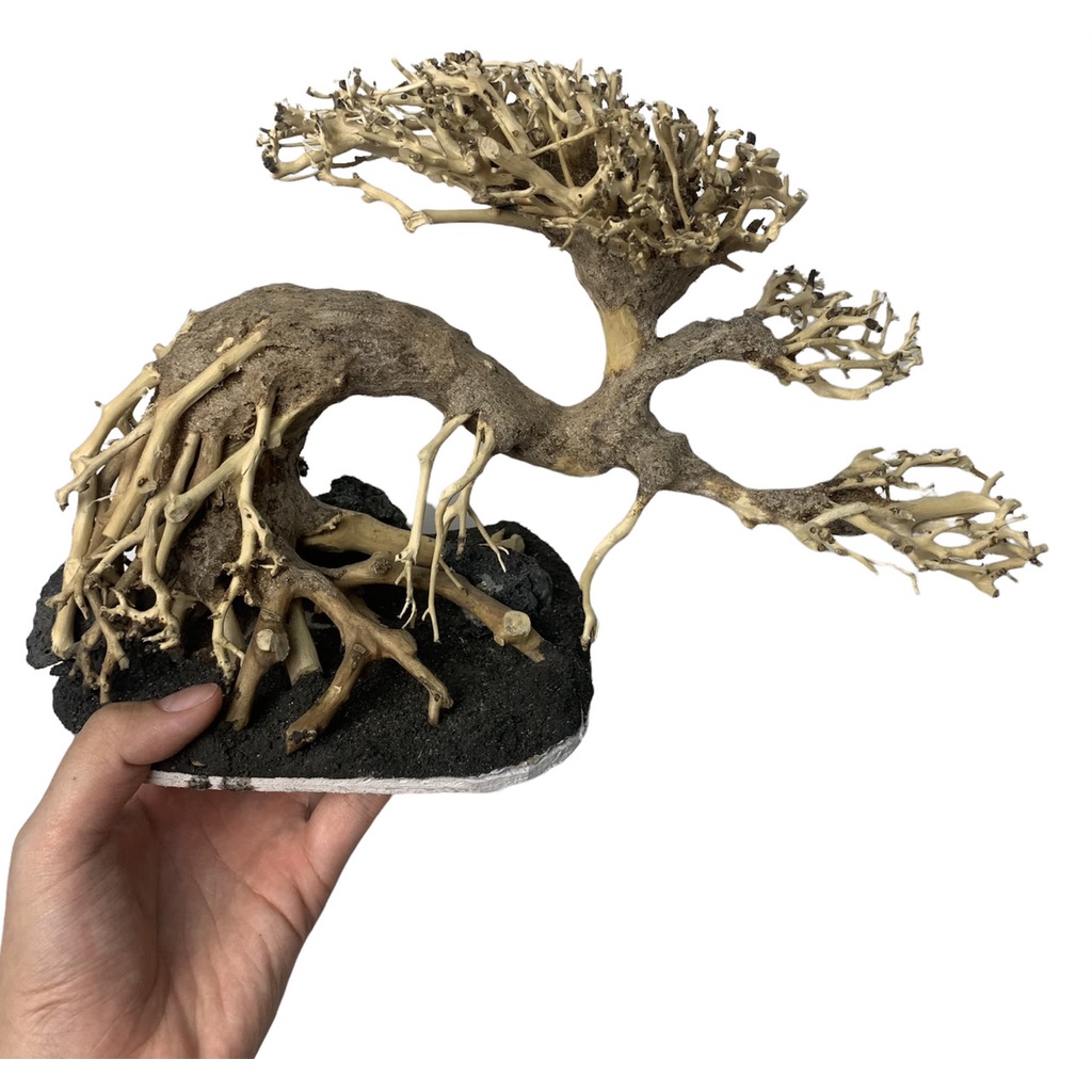 [NHẬN QUÀ KHI MUA ĐƠN 39K] Cây Bonsai Thuỷ Sinh Đã Tạo Dáng Và Ghép Đá - Bonsai Trang Trí Hồ Cá, Bể Cá