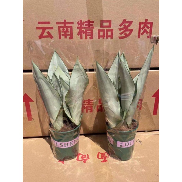 Chậu cây để bàn, LƯỠI HỔ BẠC như ảnh