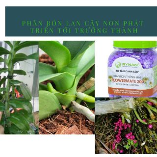 ❤️Bán Sỉ Phân bón lan Rynan200 tan chậm 150g dùng cho thời kỳ cây mầm phát triển tới lớn