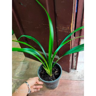 Đia lan mặc biên