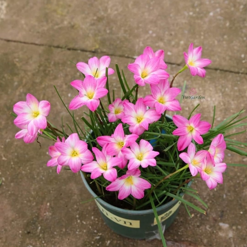 CONBO 1 KG huệ mưa , tóc  tiên hồng khủng bông to (ảnh thật)