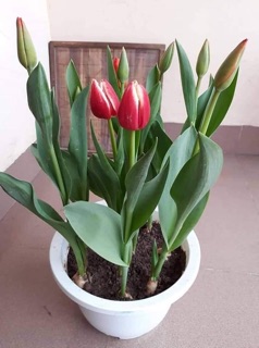 Củ hoa Ly giống, củ hoa Tulip