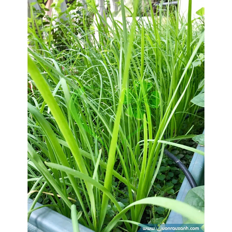 Hạt giống hẹ lá - gói 1 gramMS141