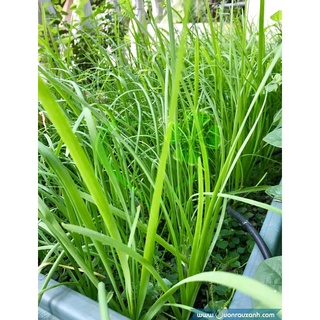 Hạt giống hẹ lá - gói 1 gram