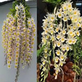 [FREESHIP - Xả Khô Máu] Hoa phong lan-long tu lào( bảng 3 cây,cao 30cm)