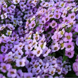 Hạt Giống Hoa Ngàn Sao Tím 0.03gr
