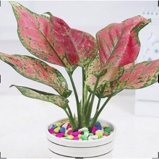[Cây phong thủy] Cây Vạn lộc (chậu từ 2 cây) - Trang Flower