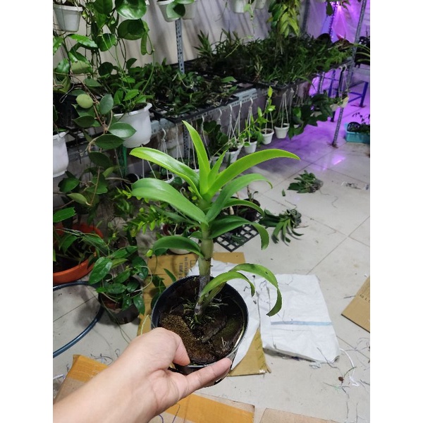 Hoa lan denro lai cát mắt rồng