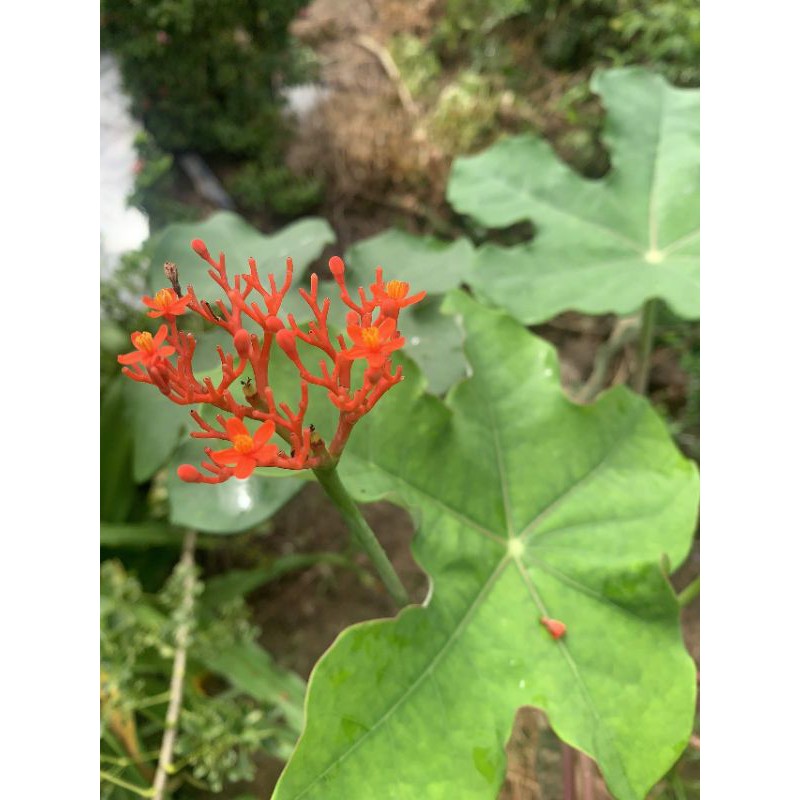 Cây giống ngô đồng Atropha podagrica Hook
