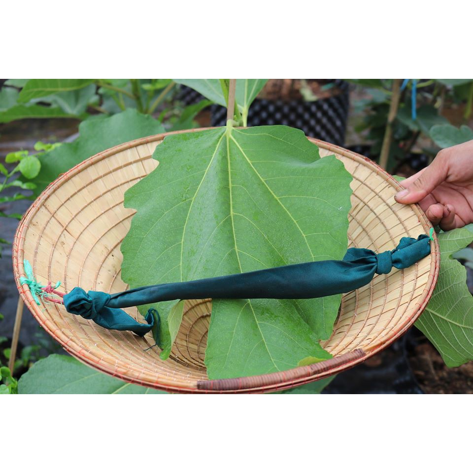 Cây giống Sung Mỹ Purple Jordan - Cây Chiết Khỏe Ra Trái Sau 3 Tháng Trồng