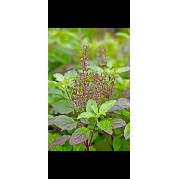 Cây hương nhu tím holy basil  tulsi