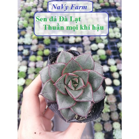 Sen đá Hoa Hồng Đen có cánh dày màu đen huyền bí, cuốn hút không thể thiếu trong bộ sưu tập của người yêu sen