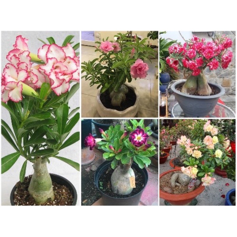 Hạt giống hoa sứ thái nhiều màu - gói 5 hạt
