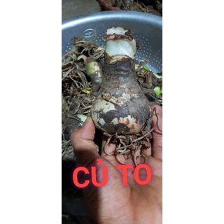 Củ hoa huệ tây( đỏ nhung ) gửi củ như hình 3