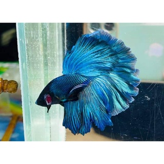 Betta Siêu Đẹp  1 em .Tặng Thức  ăn